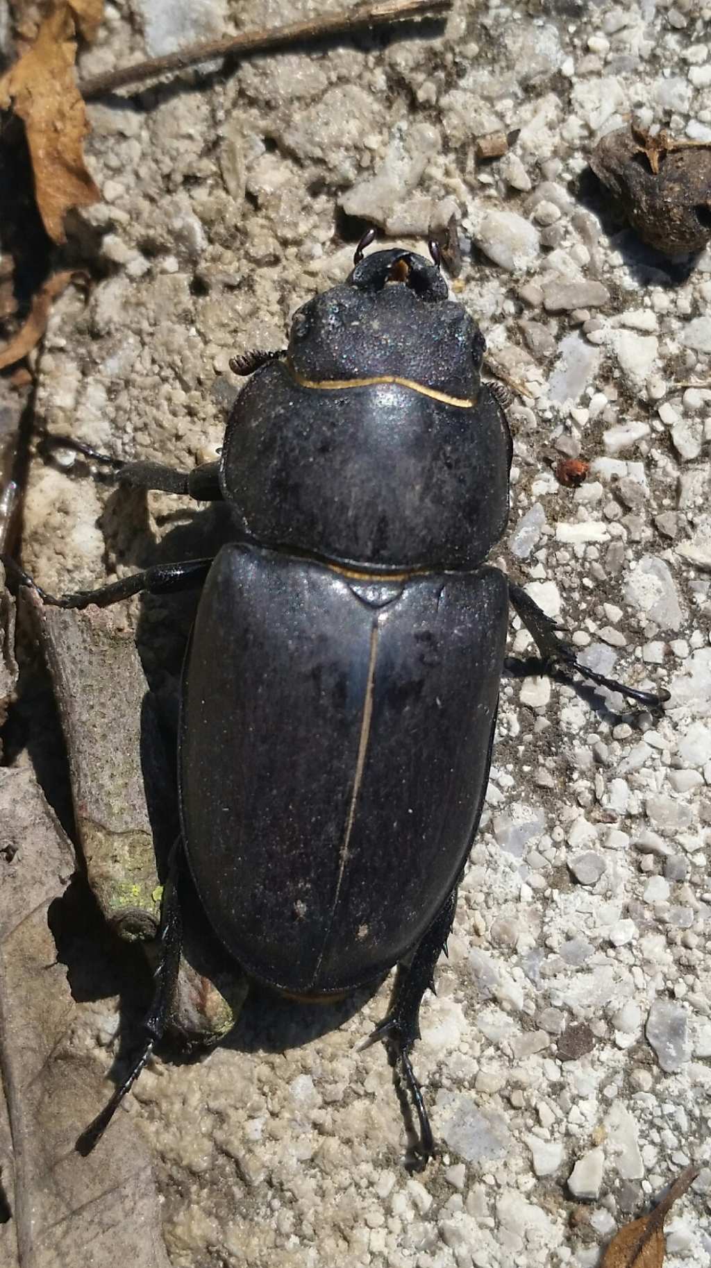 Lucanidae: Lucanus tetraodon, femmina